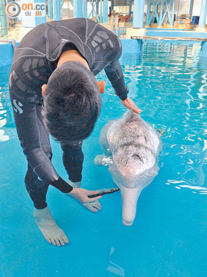 送往海洋公園治理的中華白海豚要由護理員餵食（圖），才願張口吃魚。