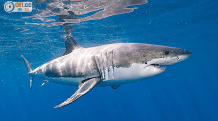 外國研究發現多個品種的鯊魚肉均水銀量超標，吃魚翅亦有風險。