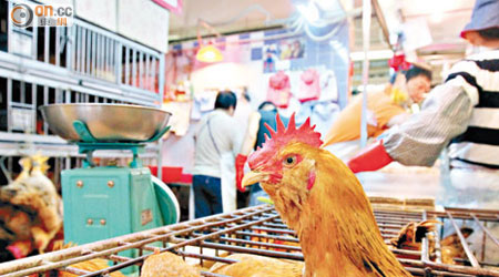 今日只得本地活雞供應，業界預料價格再升。