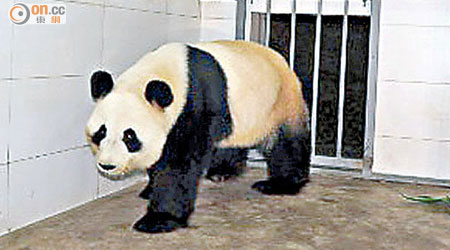 大熊貓盈盈