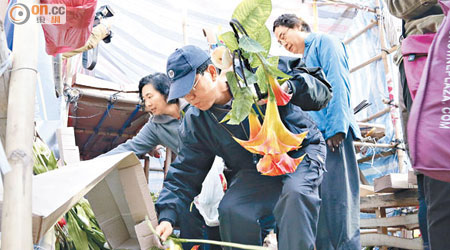 維園有市民檢拾地上的年花。（梁國雄攝）