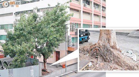 大樹被發現露出根部，市民擔心樹木或有倒塌危機。