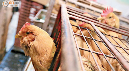 市民應避免前往家禽市場及接觸活禽，減低感染風險。
