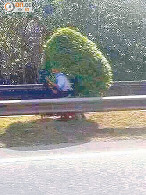 一名交通警員竟疑似「扮樹」來影快相。