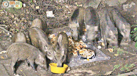 近十隻野豬入夜後搶食擺放在地上的麵包乾糧，又進食膠盤內的炒飯。（黃雄攝）