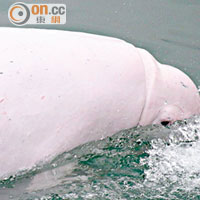 環諮會促土木署續監察填海區內白海豚。