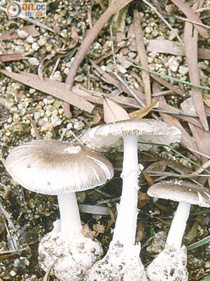 含劇毒的白毒傘（圖）與可食用的平菇顏色一樣，一般人難以辨別。