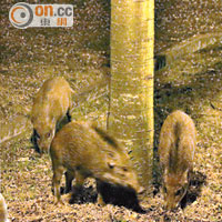 三隻野豬在草坪上覓食。