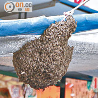 逾千蜜蜂聚積成巢。