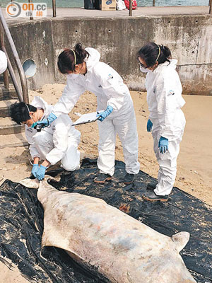 有關人員檢查中華白海豚屍體。（海洋公園保育基金提供）