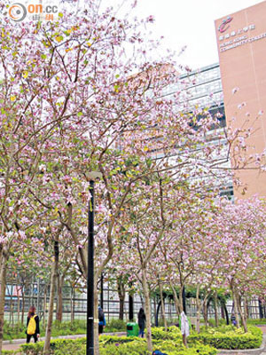 本港開花樹木茂盛美麗，宮粉羊蹄甲綻放可媲美櫻花，而且花期更長。（康文署提供）