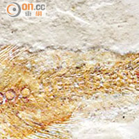 副狼鰭魚化石