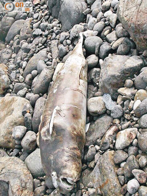 在東龍島石灘發現的江豚屍體。（讀者提供）