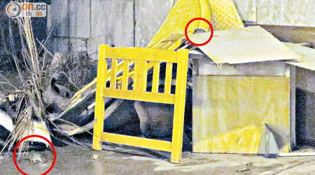 每當入夜垃圾站即有大量老鼠（紅圈示）在垃圾站附近出沒「搵食」。