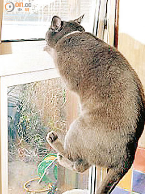 英國醒目貓開窗「通知」鄰居失火。