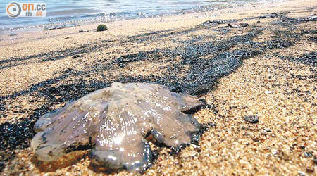 懷疑為油污的污漬，將愉景灣沙灘染黑，連疑似水母也遭殃。（Gary Stokes圖片）
