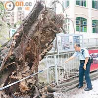 大樹運根拔起，警員在場調查。（李國健攝）