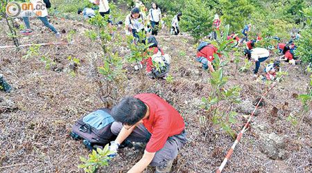 參與植樹活動的離島居民、師生及義工在山坡上栽種樹苗。