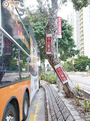 巴士總站外怪樹「打斜生」，巴士駛出很易撞到而令車身損毀。（胡家豪攝）