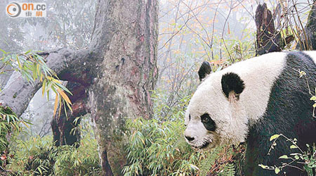 四川共有一千三百八十七隻野生大熊貓。（海洋公園提供）