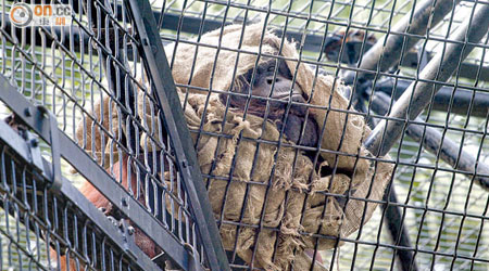 有婆羅洲猩猩用麻包袋蓋着自己，未知是否心情不佳。（高嘉業攝）