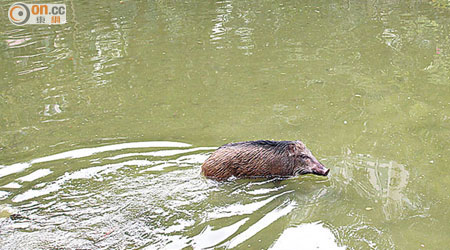 城門谷公園 <br>小野豬在人工湖內戲水。（林少兒攝）