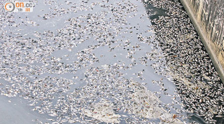 死魚數量估計超過一千條。（黃君堡攝）