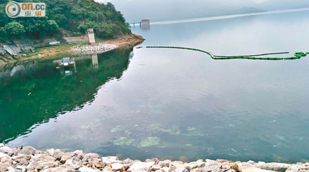 船灣淡水湖出現面積達一百平方米的綠藻。（讀者梁可琪提供）