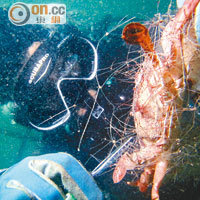 潛水員用鎅刀及剪刀等工具，拯救被纏的海洋生物。