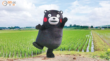 熊本熊為熊本縣創造巨大經濟效益。（資料圖片）