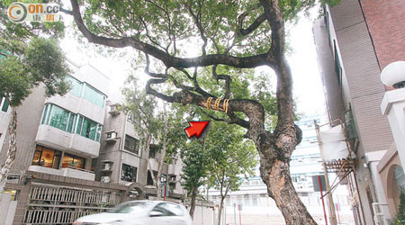九龍塘牡丹路一棵約二十米高的大葉合歡樹幹上，懸掛黃色標籤（箭嘴示）提示駕駛者小心。