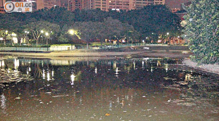 屯門公園人工湖離奇乾塘，大量魚反肚。