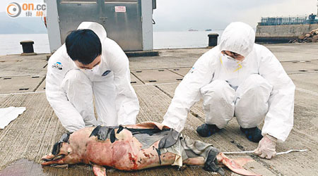 專家檢驗中華白海豚屍體。（海洋公園保育基金提供） 