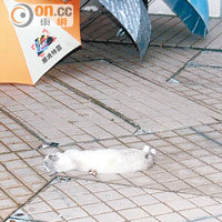 小白貓墮地倒臥雨傘陣旁奄奄一息。（林耀康攝）