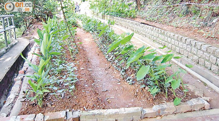 城門道一處山坡被發現遭非法佔用耕種。