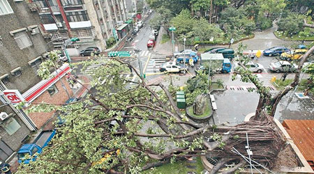 台北 <br>台北牯嶺街大樹倒塌，壓傷一名女途人。（互聯網圖片）