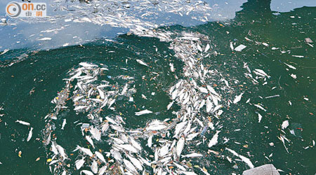 大量死魚在觀塘碼頭沿岸位置漂浮。