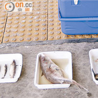 專家檢走魚屍作檢驗。
