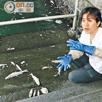 專家莊棣華懷疑魚類因中毒而死。