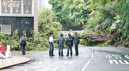 倒塌的細葉榕打橫堵塞道路。（莊杰成攝）