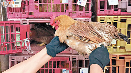 由一月至今，目前內地只有一個海南雞場供雞到本港。