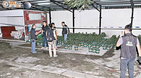 警方在八鄉羅屋村檢獲二百七十六株大麻。（楊日權攝）