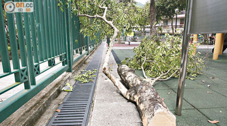 一截沉香樹幹仍遺留現場。（冼耀華攝）