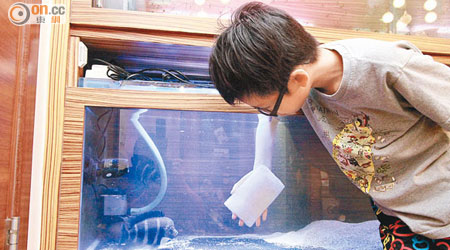 市民清洗魚缸前，應妥善包紮傷口，以免感染海洋分支桿菌。