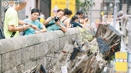 有市民於般咸道四株百年石牆樹「遺址」拍照及悼念。（梁鵬威攝）