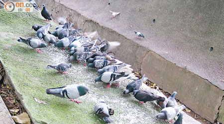 警察體育遊樂會與大坑東遊樂場的小徑旁有人餵飼野鴿，導致大批野鴿聚集。