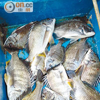 葉先生熱愛釣魚，不時釣得鱲魚炮製菜式。（受訪者提供）