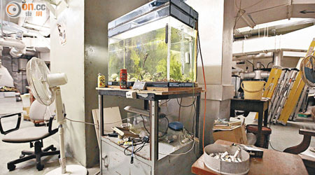 長沙灣政府合署的「蛇竇」內有人擺設魚缸自娛。（資料圖片）