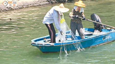 每逢水漲，都有漁民在屯門河一帶撒網捕魚。