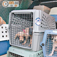 大角咀 <br>當年 <br>大角咀通州街唐樓八百平方呎單位有退休漢飼養逾百隻貓狗作配種販賣。